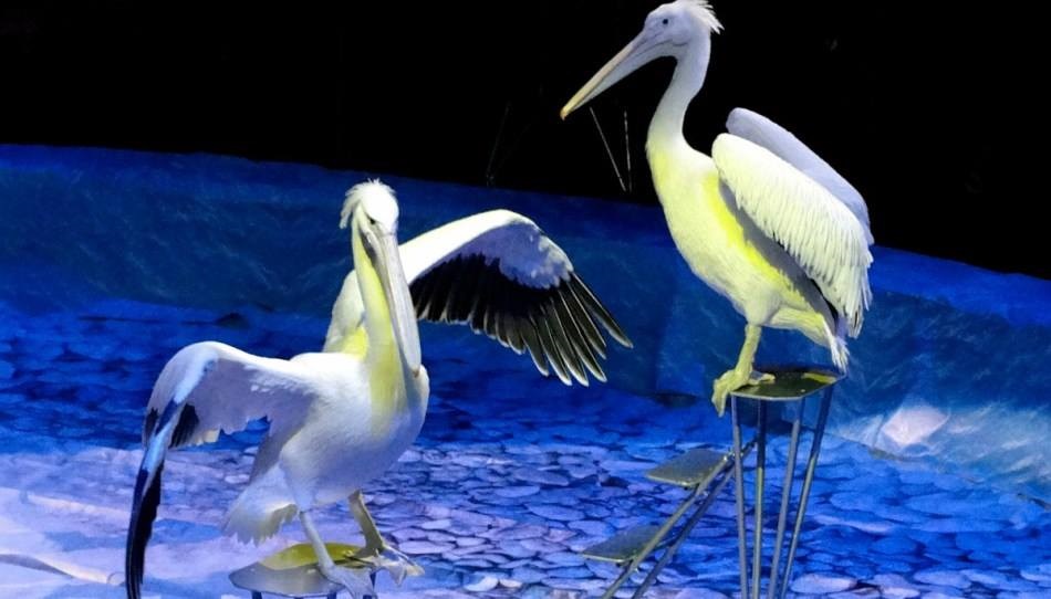 Киевский цирк новая программа