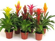 Bromelia