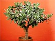 Crassula