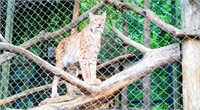 В Кишиневском зоопарке обновлены вольеры для мелких хищников