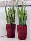 Sansevieria