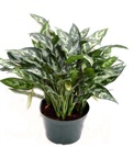 Aglaonema