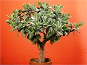 Crassula